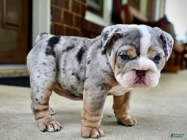 English Bulldog dogs for sale: Tilly - Ad 1