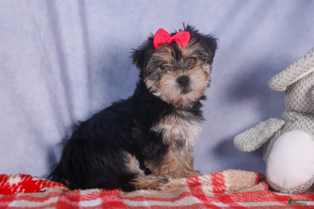 Morkie dogs for sale: Nova - Ad 27