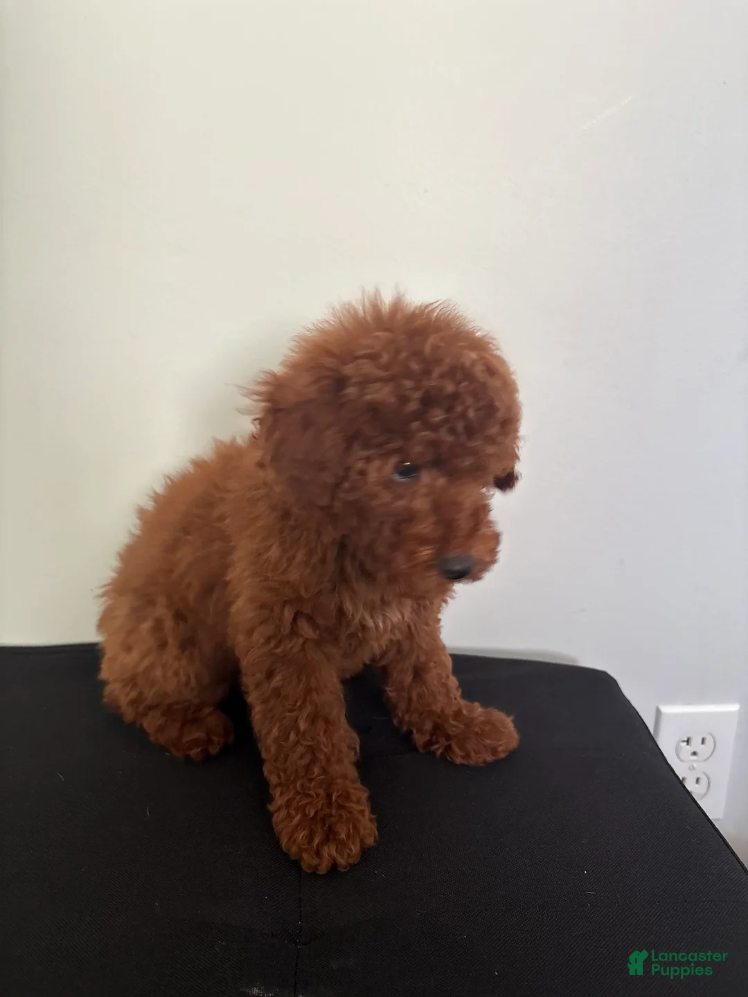 Miniature Poodle dogs for sale: Herbie  - Ad 5