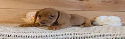 Miniature Dachshund dogs for sale: Hudson - Ad 4