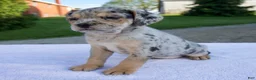 Beabull dogs for sale: Kim - Ad 4