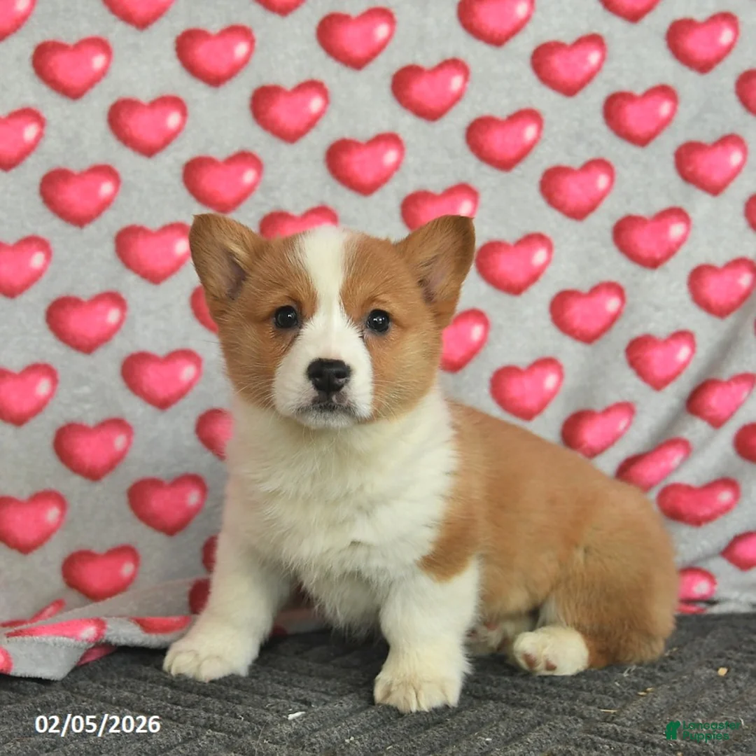 Welsh Corgi Pembroke dogs for sale: Poppy  - Ad 1
