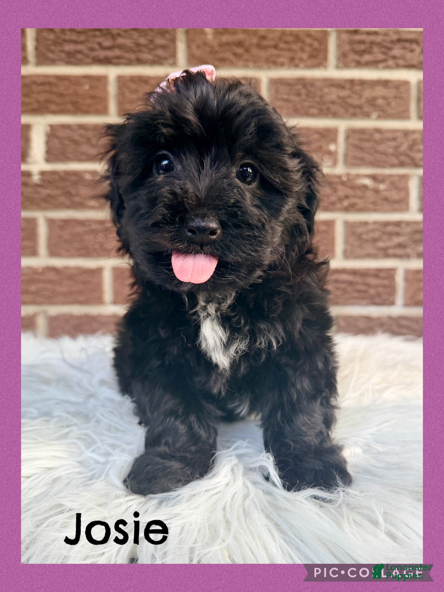 Yorkiepoo dogs Josie - Ad 1