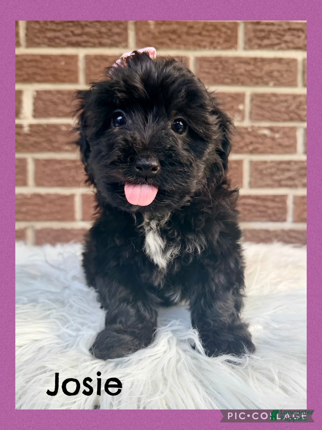 Yorkiepoo dogs for sale: Josie - Ad 1