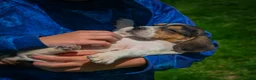 Beagle dogs for sale: Nova - Ad 11
