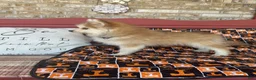 Pomsky dogs for sale: Rocky - Ad 5