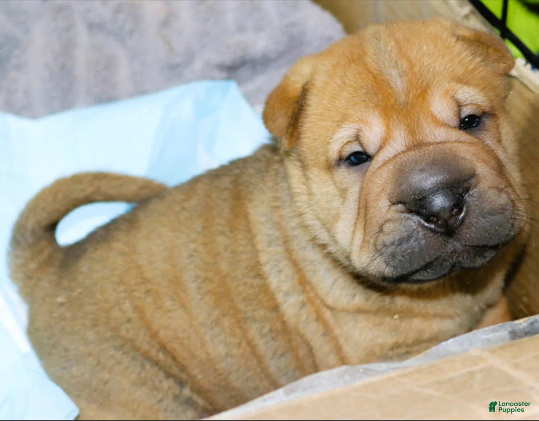 Shar Pei dogs for sale: Humperdink - Ad 3
