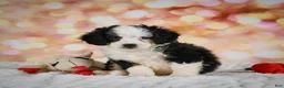 Mini Bernedoodle dogs for sale: Mim - Ad 4