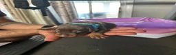 Doberman Pinscher dogs for sale: Blue Collar  - Ad 1