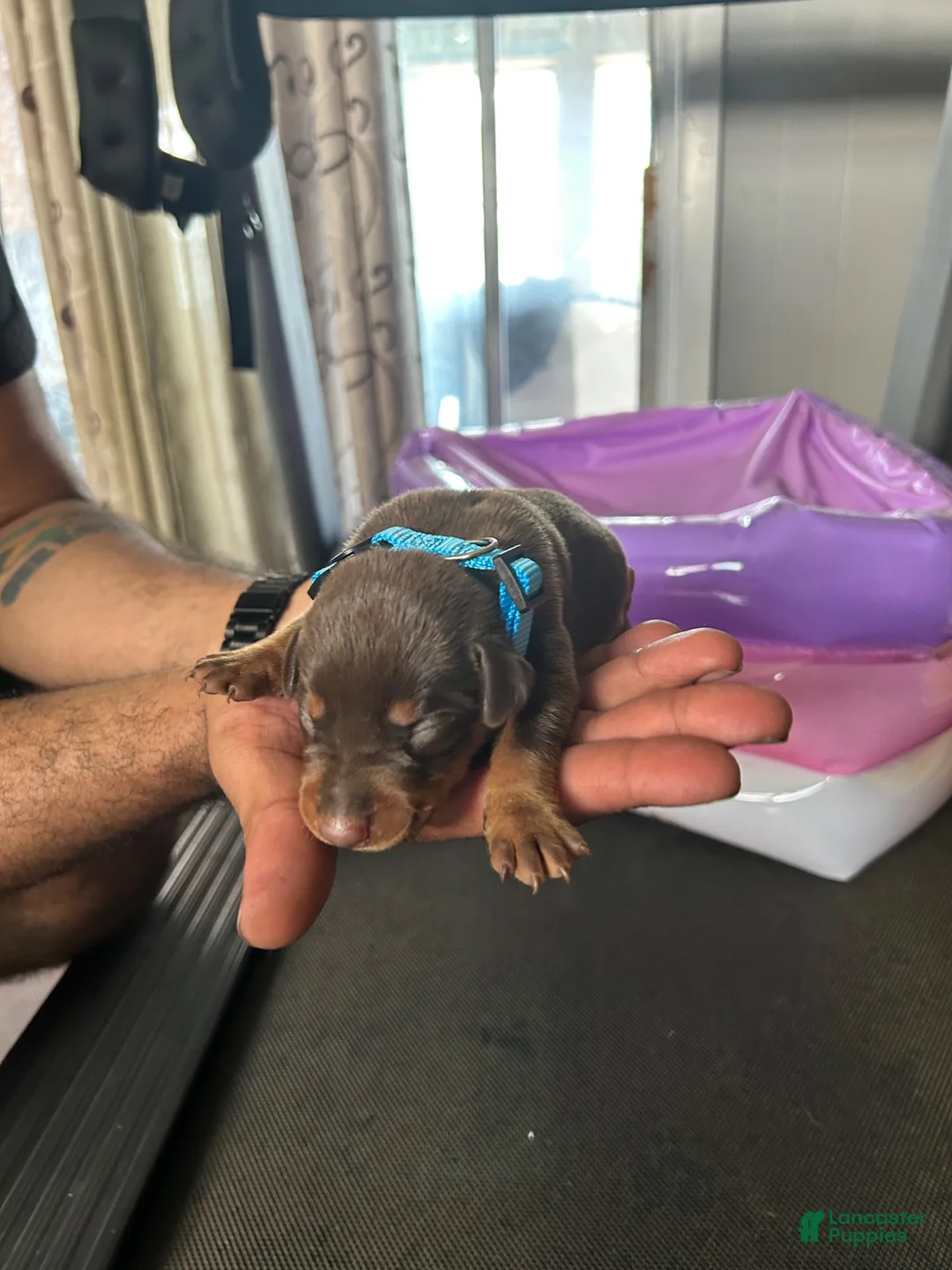 Doberman Pinscher dogs for sale: Blue Collar  - Ad 1