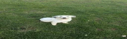 Havanese dogs for sale: Max - Ad 5