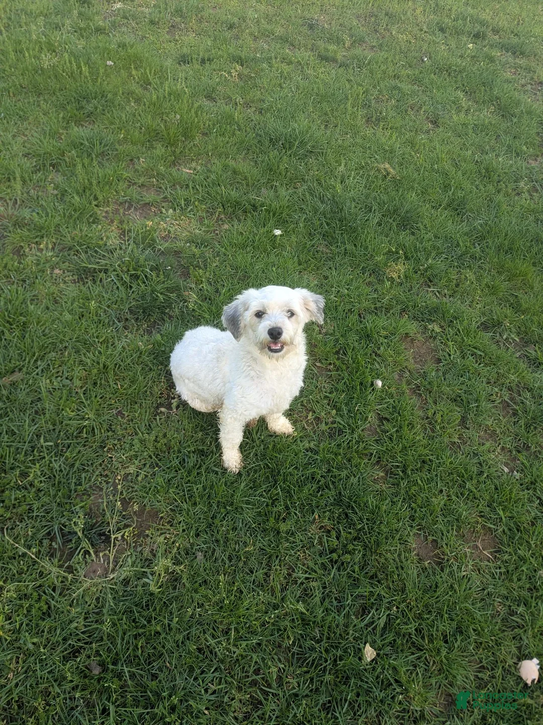 Havanese dogs for sale: Max - Ad 5