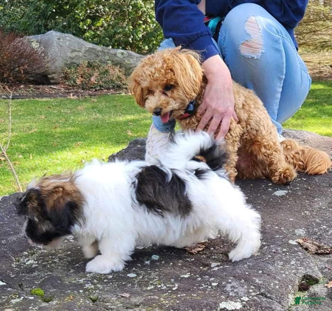 Gallery Image {{count}}