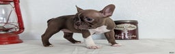 Frenchton dogs for sale: Lady - Ad 2