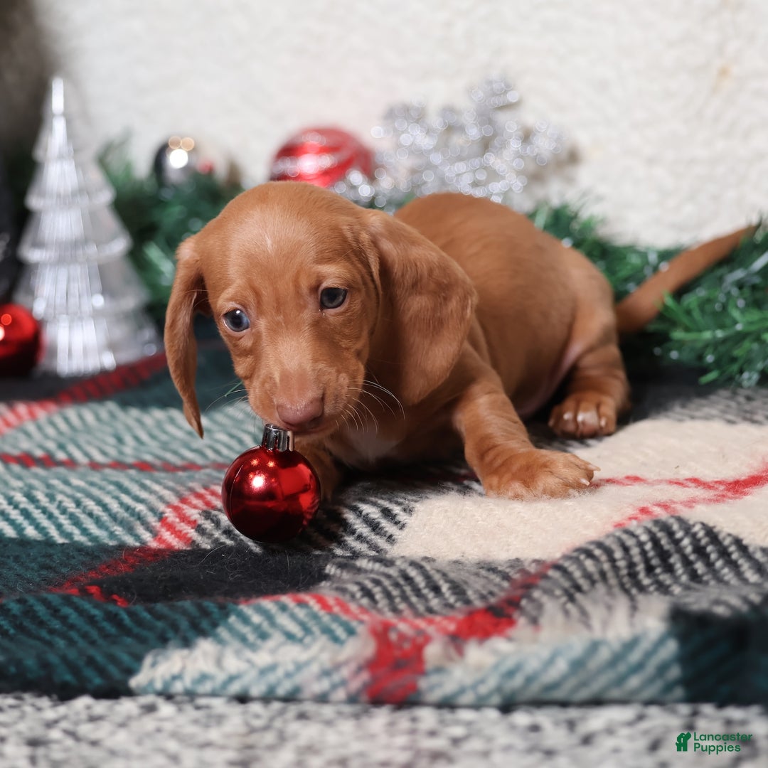 Dachshund dogs for sale: Fritz  - Ad 8