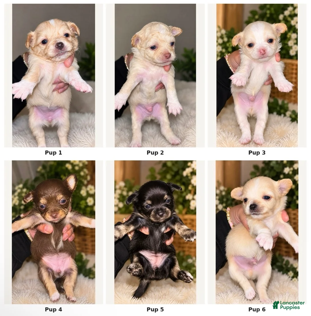 Chihuahua dogs for sale: Chihuahua 6 - Ad 5