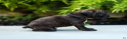 Boxer dogs for sale: Lenny Boxer Puppy  - Ad 9