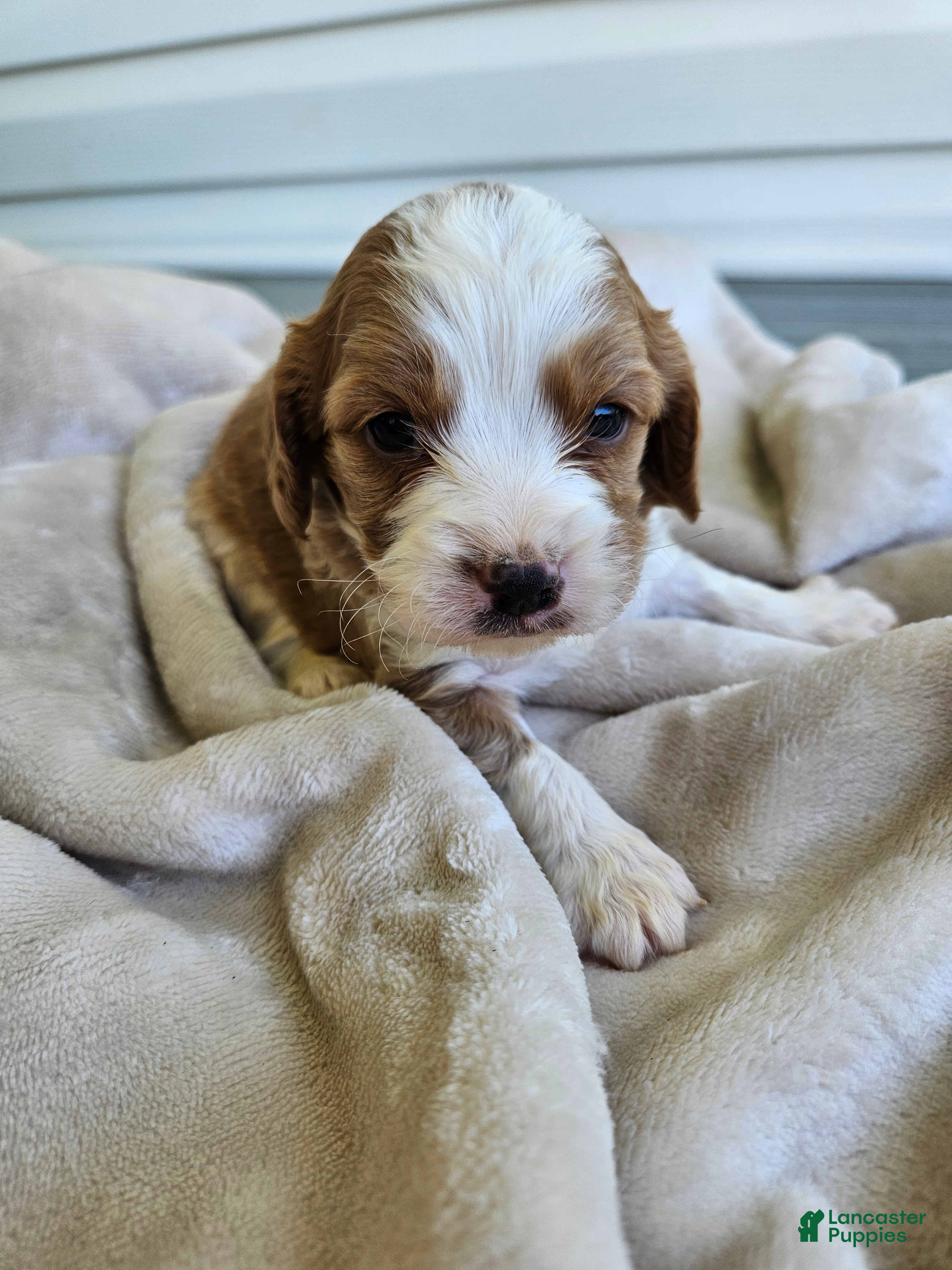 Cavapoo dogs Jasper - Ad 32