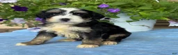 Mini Bernedoodle dogs for sale: Cammy - Ad 2