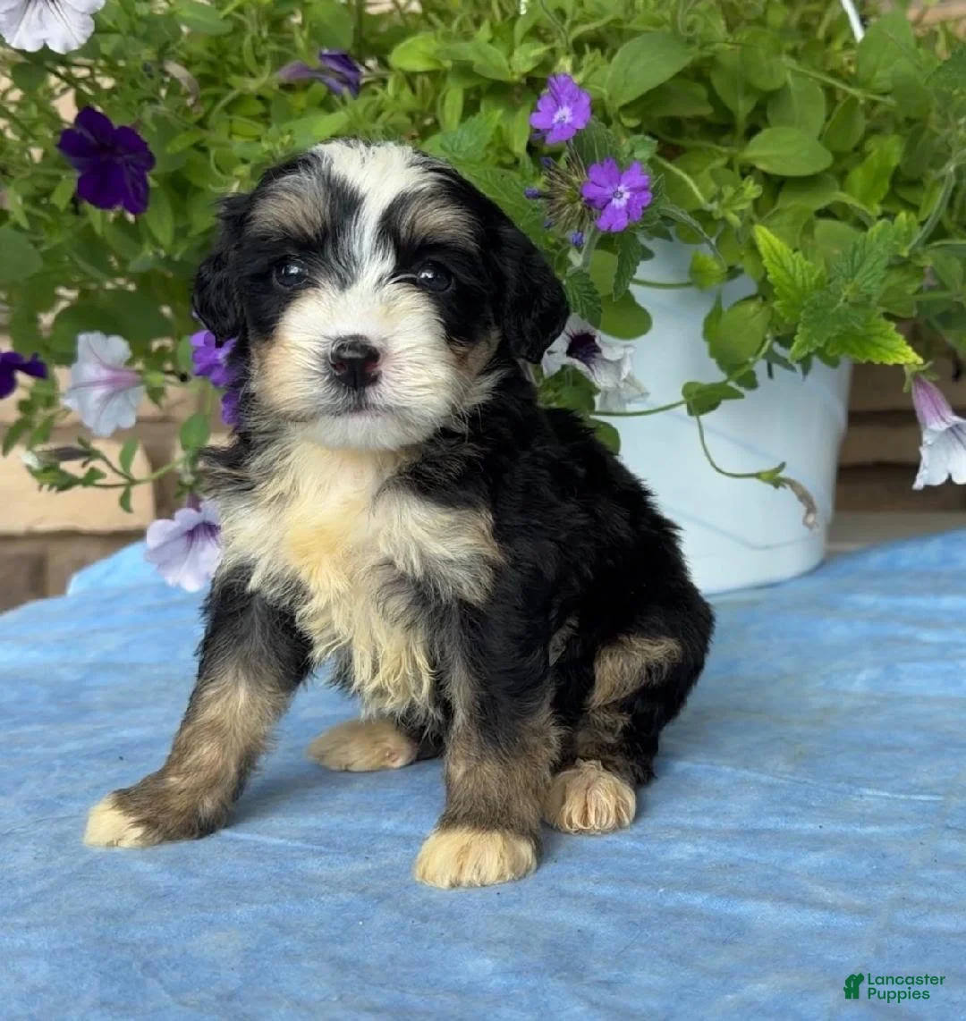 Mini Bernedoodle dogs for sale: Cammy - Ad 2