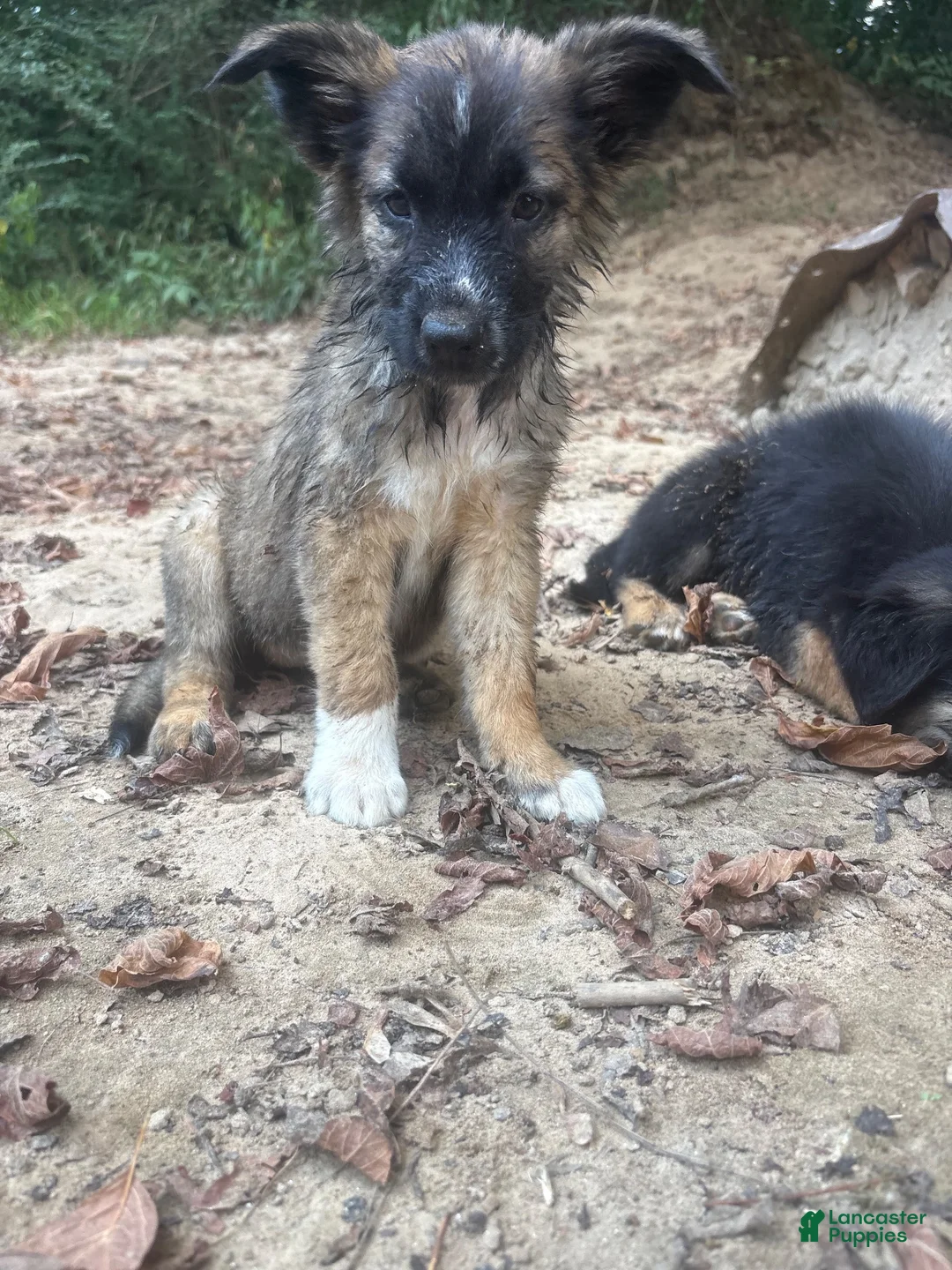 German Shepherd dogs for sale: German Shepherd 2 - Ad 2
