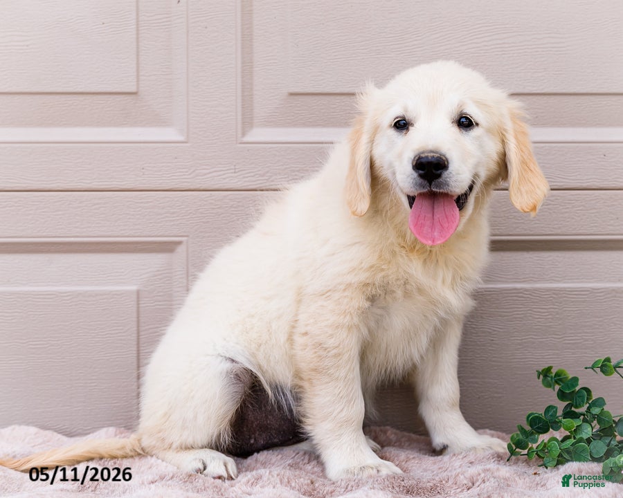 Golden Retriever dogs Mila - Ad 1