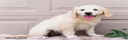 Golden Retriever dogs for sale: Mila - Ad 1