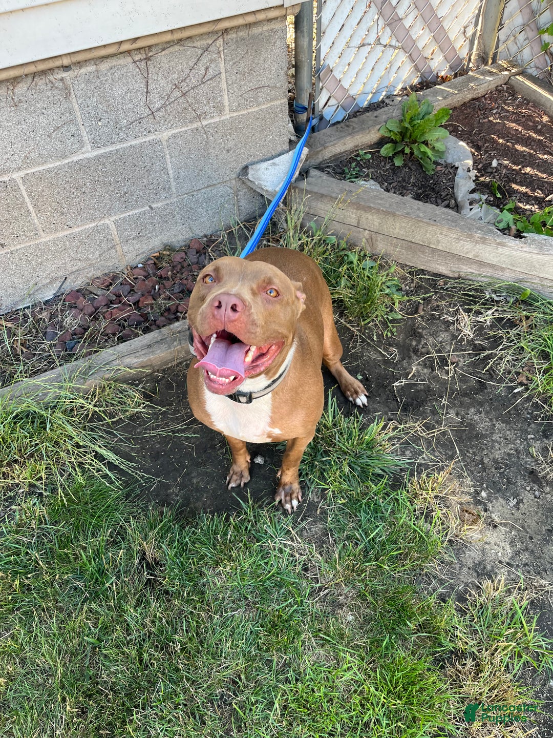 American Pit Bull Terrier dogs for sale: American Pit Bull Terrier Puppy 1 - Ad 3