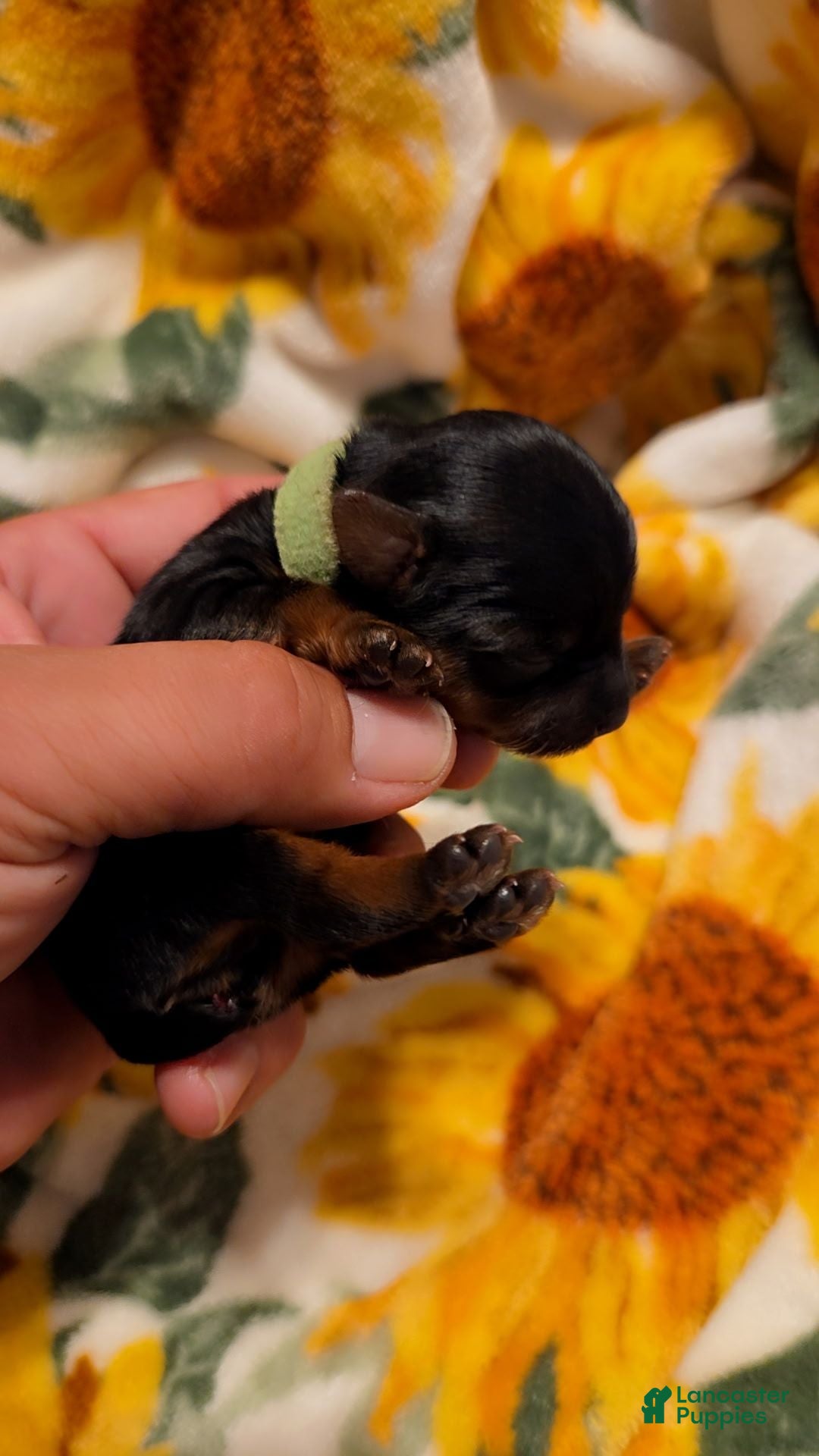 Yorkshire Terrier dogs Yorkshire Terrier 1 - Ad 1