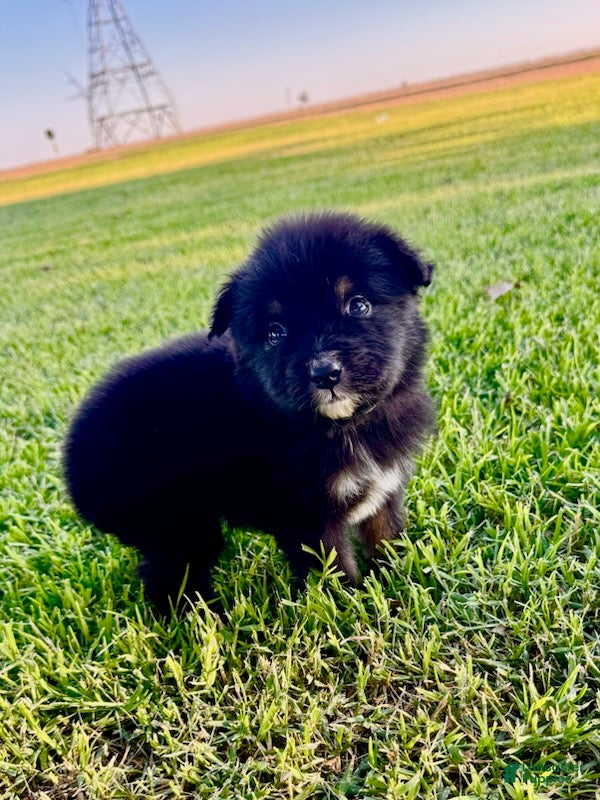 Miniature Australian Shepherd dogs Wave - Ad 2