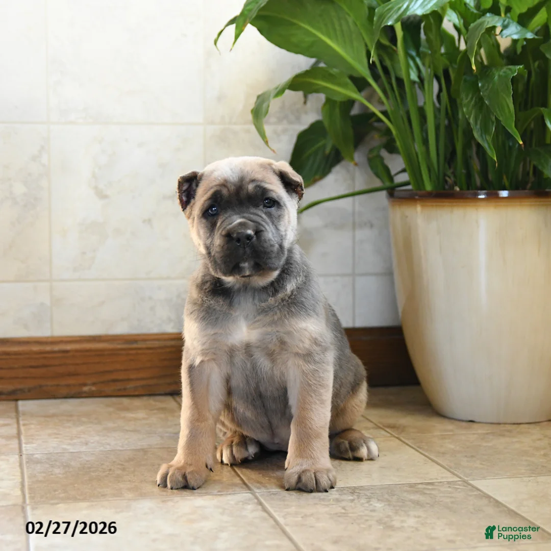Cane Corso dogs for sale: Willow - Ad 1