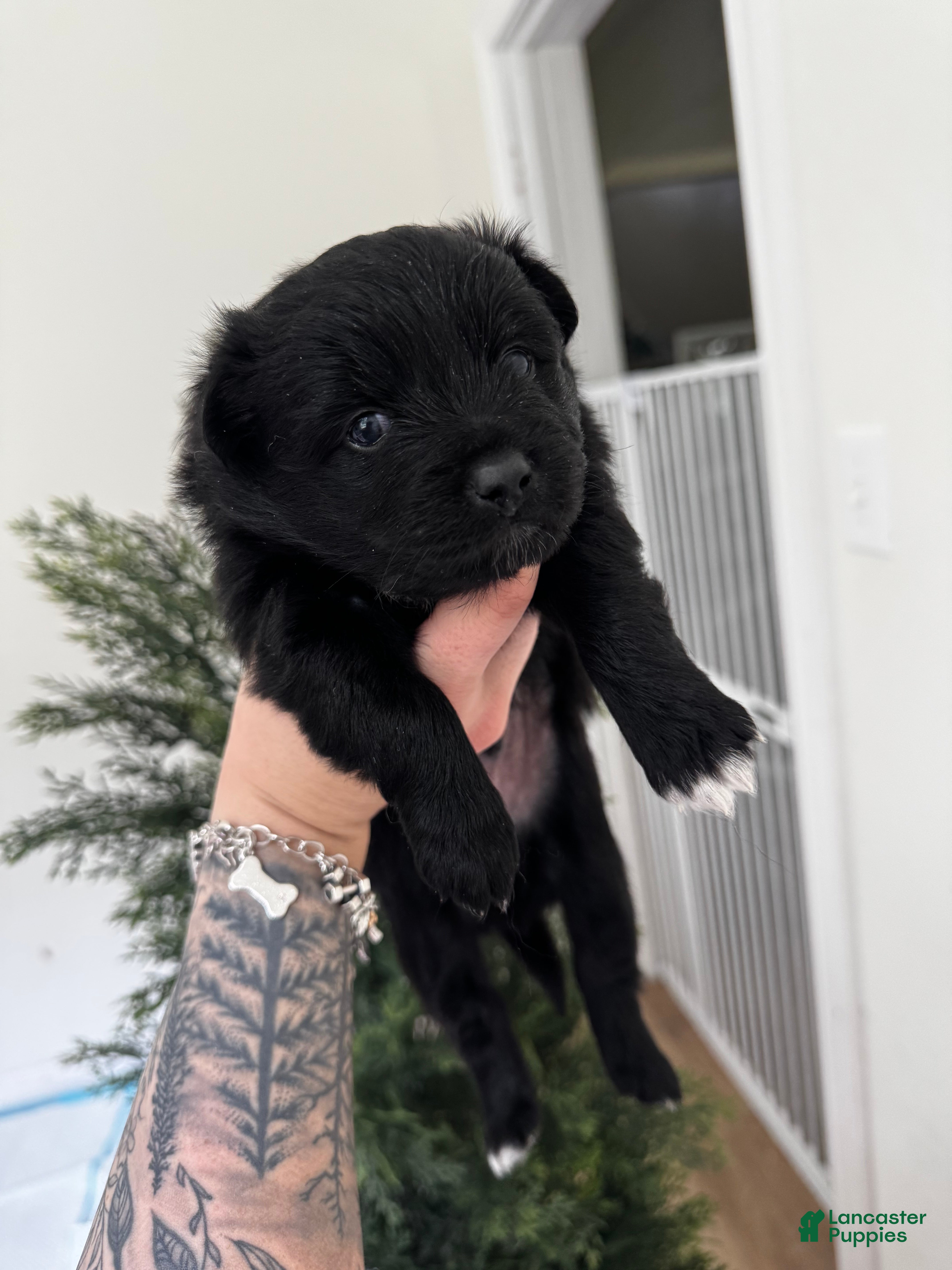 Pomeranian dogs Pomeranian 1 - Ad 2