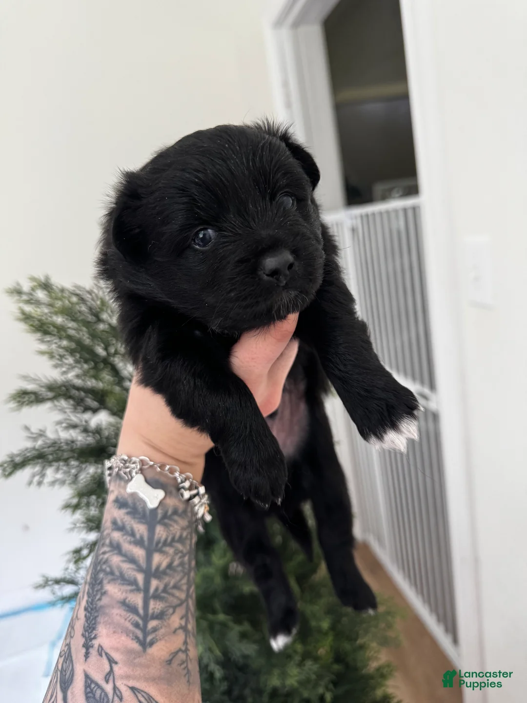 Pomeranian dogs for sale: Pomeranian 1 - Ad 2