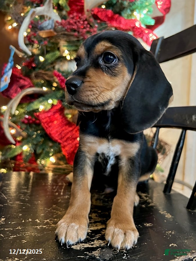 Beagle dogs Hank - Ad 4