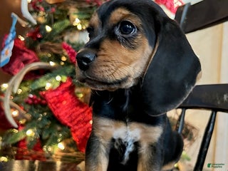 Beagle dogs Hank - Ad 2