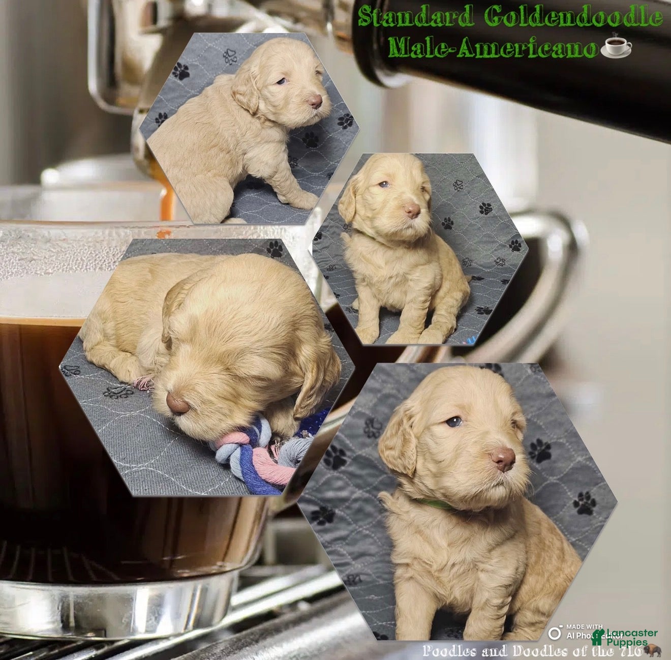 Goldendoodle dogs Americano - Ad 10