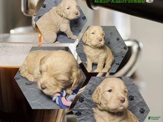 Goldendoodle dogs Americano - Ad 39