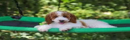 Standard Poodle dogs for sale: Blossom - Ad 17