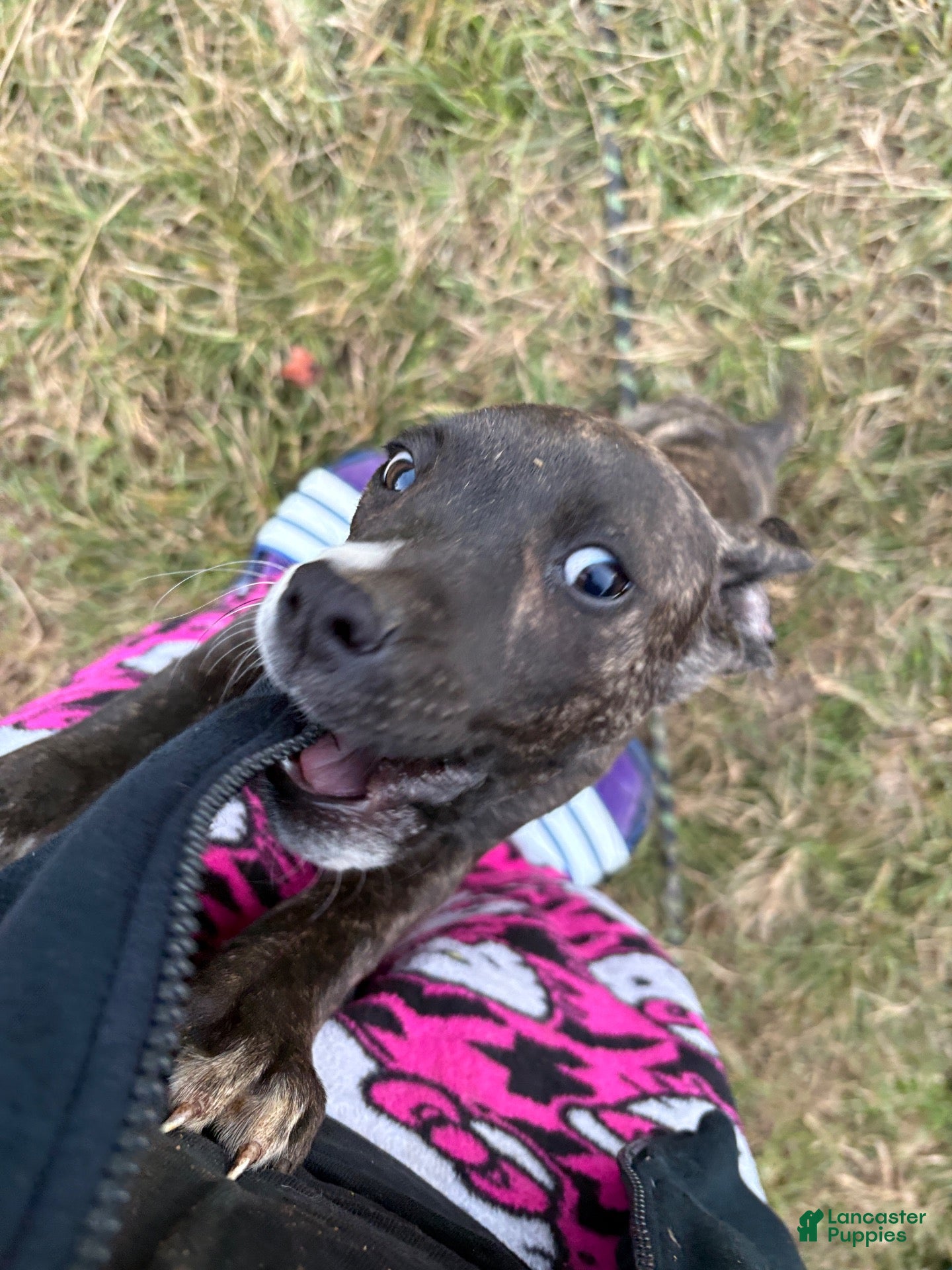 Mixed Breed dogs for sale: Patches  - Ad 2
