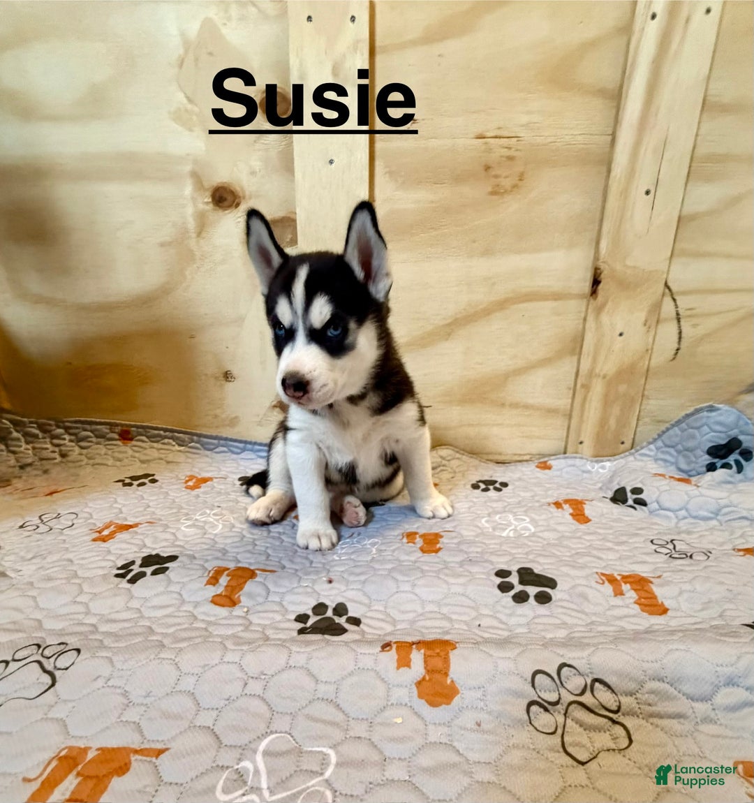 Siberian Husky dogs for sale: Siberian Husky Puppy 5 - Ad 1