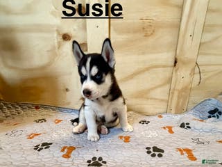 Siberian Husky dogs Siberian Husky Puppy 5 - Ad 1