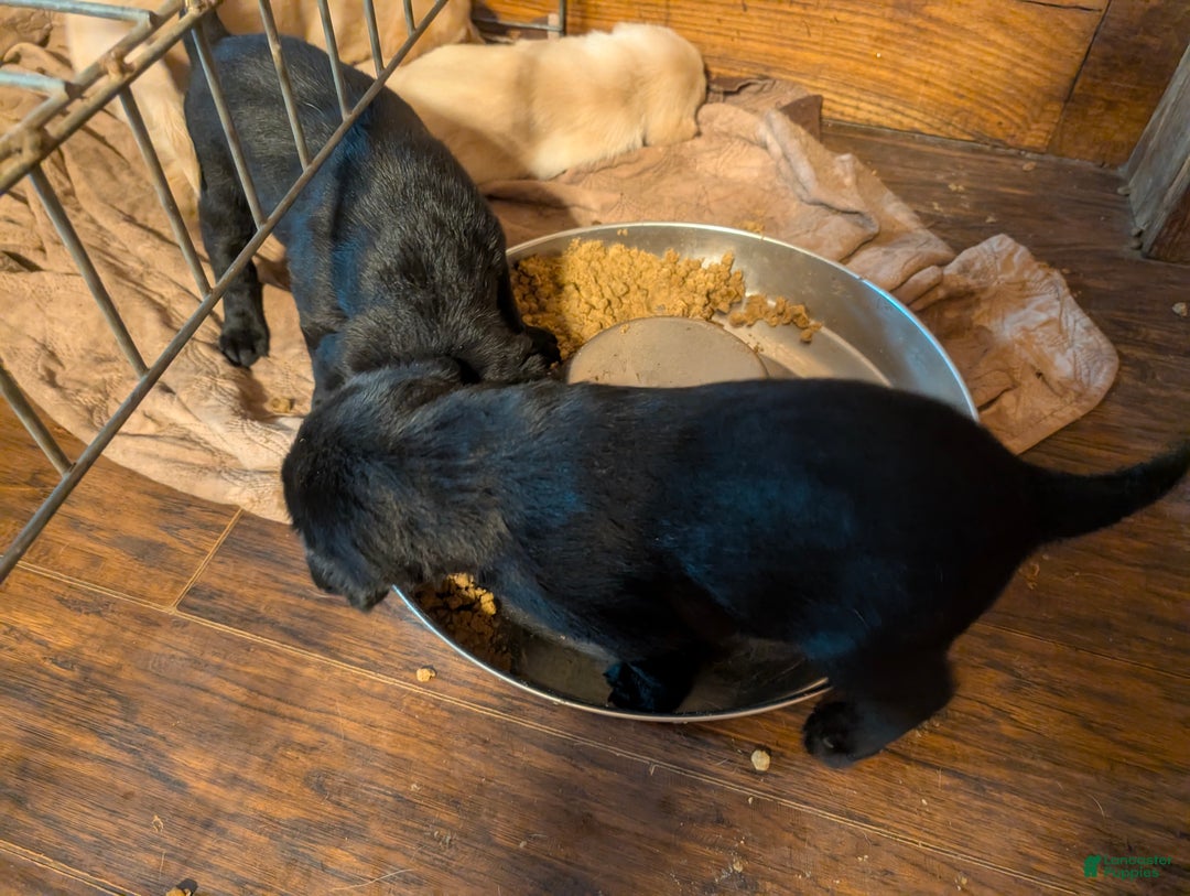 Labrador Retriever dogs for sale: Labrador Retriever Puppy 3 - Ad 1