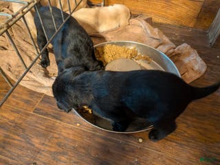 Labrador Retriever dogs Labrador Retriever Puppy 3 - Ad 2