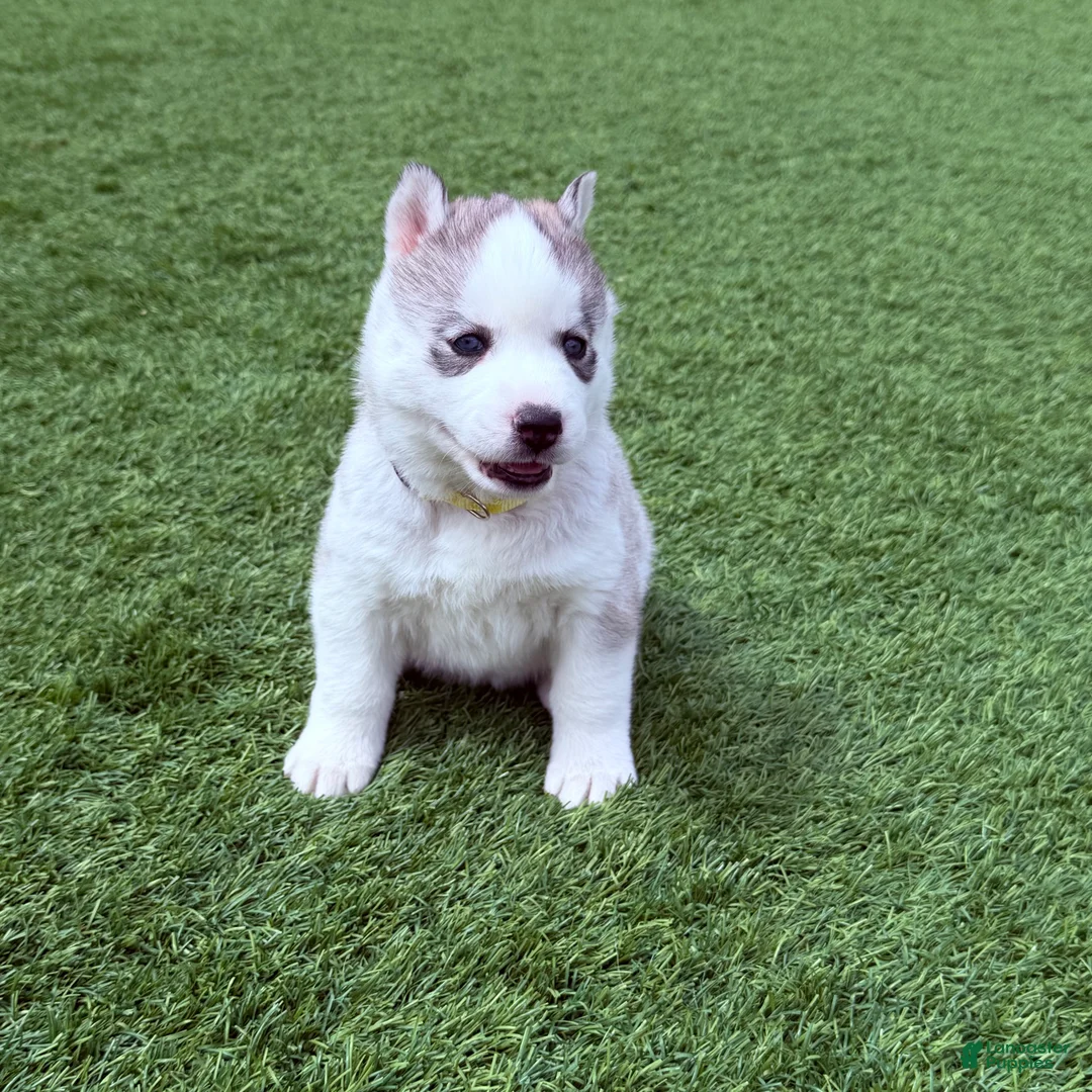 Siberian Husky dogs for sale:  Valkiera - Ad 2
