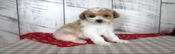 Toy Poodle dogs for sale: Jip - Ad 3