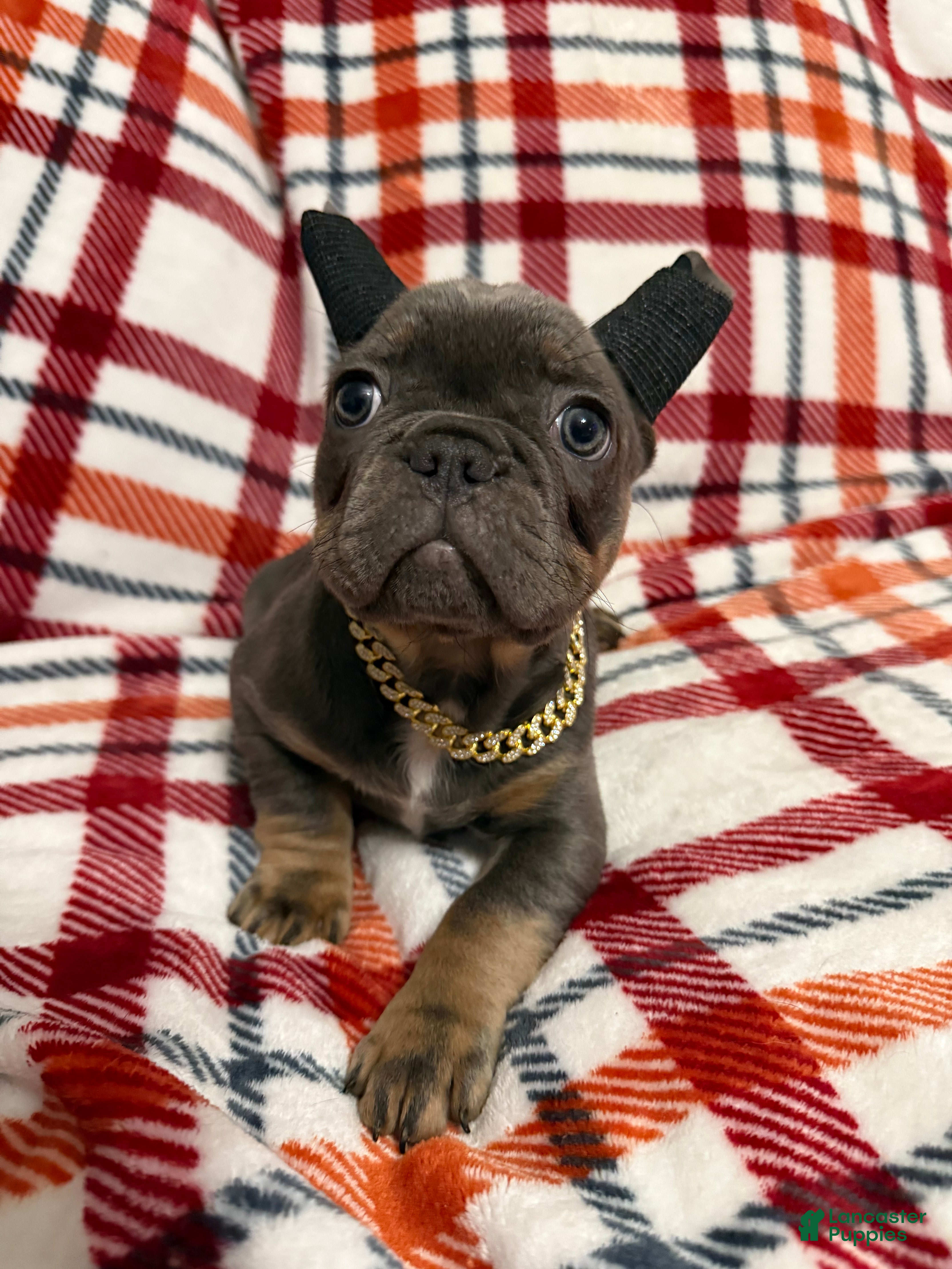French Bulldog dogs Blue and Tan (Theo) - Ad 6