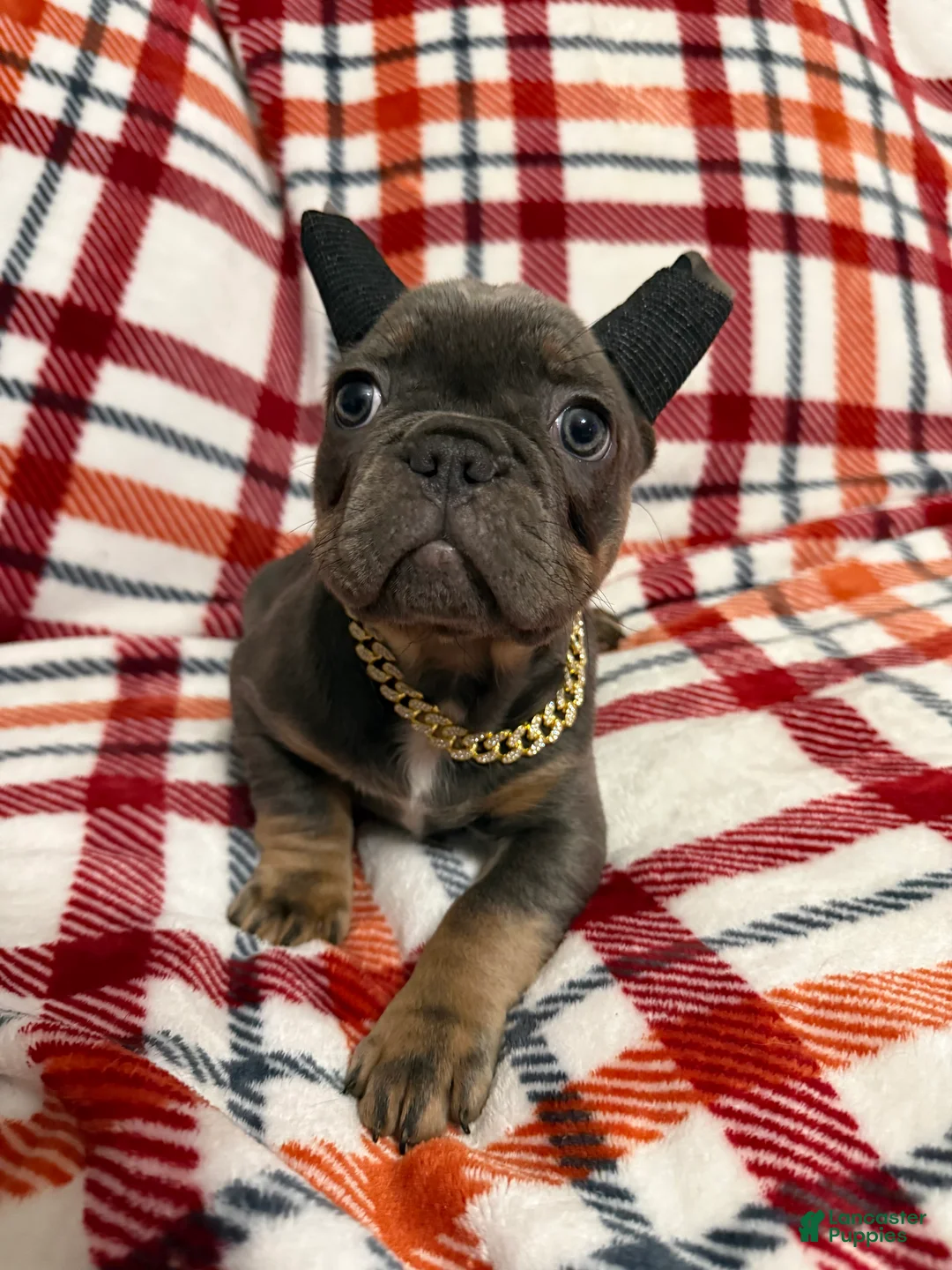 French Bulldog dogs for sale: Blue and Tan (Theo) - Ad 1