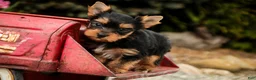 Yorkshire Terrier dogs for sale: Cheyenne - Ad 8