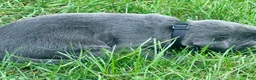 Labrador Retriever dogs for sale: Labrador Retriever 1 - Ad 8
