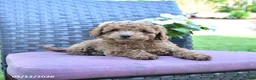 Miniature Poodle dogs for sale: Hank - Ad 3